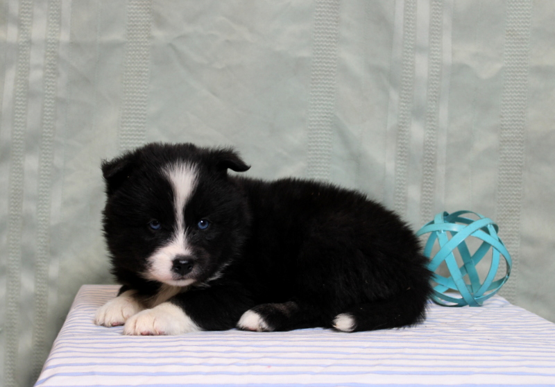 puppy, for, sale, Pomsky, Matthew B. Stoltzfus, dog, breeder, Gap, PA, dog-breeder, puppy-for-sale, forsale, nearby, find, puppyfind, locator, puppylocator, aca